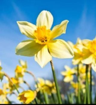 Uni-tnt 9th Annual Boat Ride - Yellow 